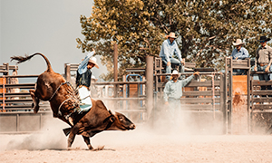 National Finals Rodeo Image