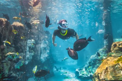 Discovery Cove® Dolphin Swim Only Package