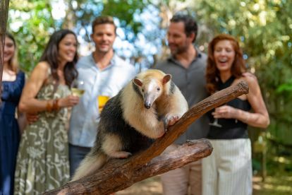 Discovery Cove: Paradise Nights Admission - Adult (10+)