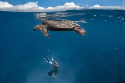 Waikiki Snorkel Tour by Honolulu Snorkel Company