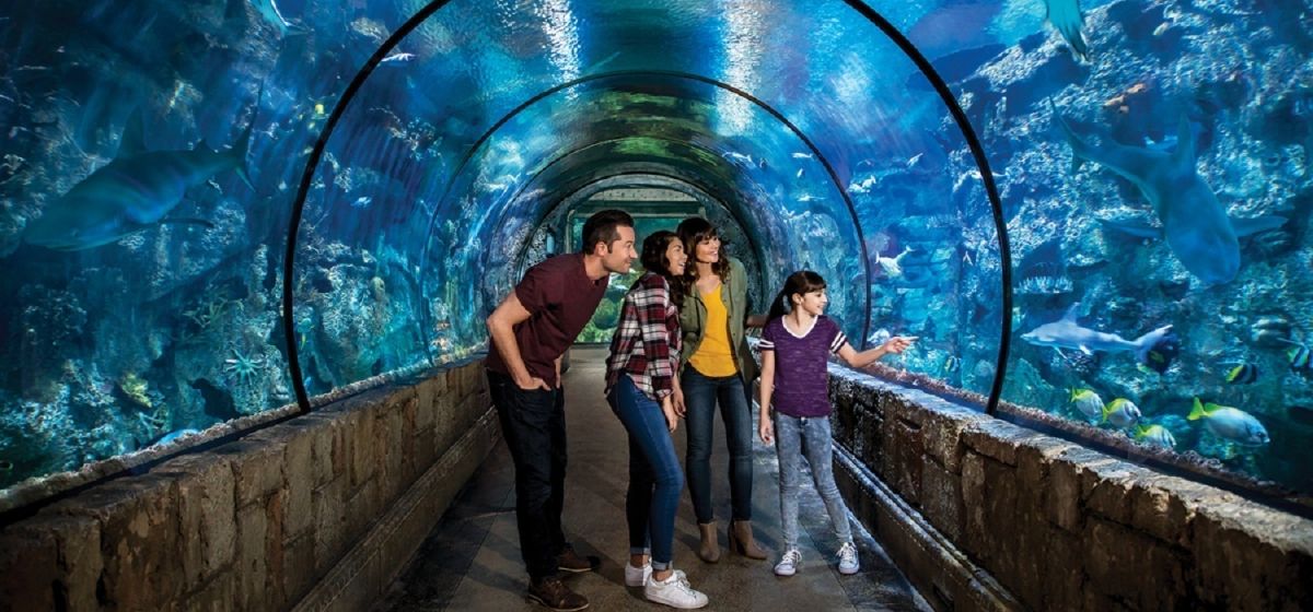 Curated visual reference: Inexpensive Aquarium Hotel Deals In Las Vegas Reference: Shark Reef Aquarium